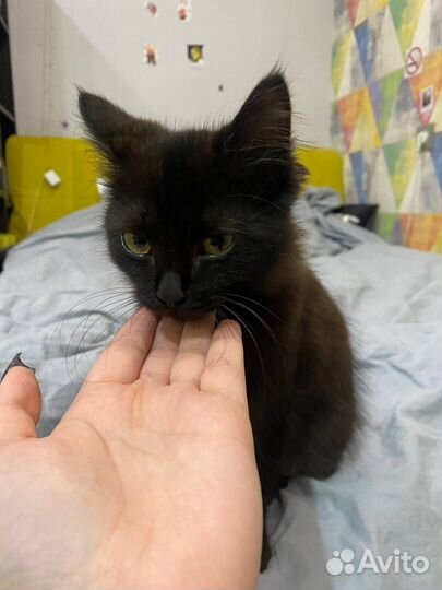 Кошка