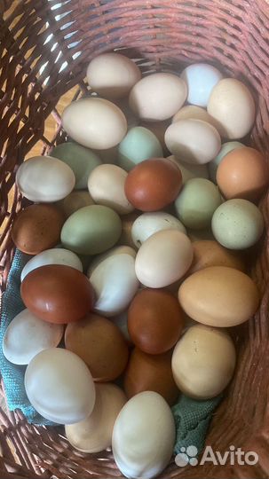 Яйца для инкубации