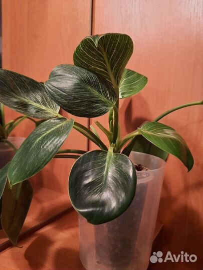 Филодендрон Биркин