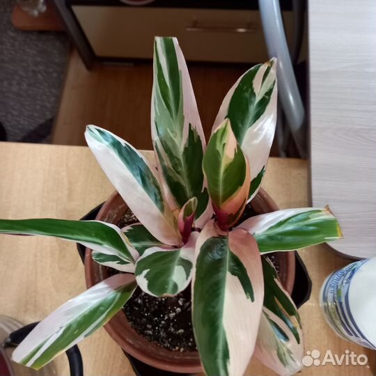 Комнатные цветы