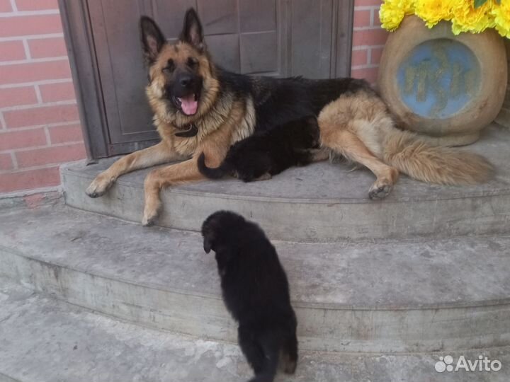 Немецкая овчарка