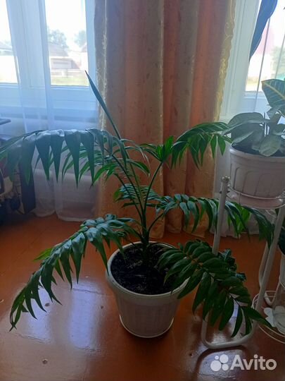 Комнатные растения