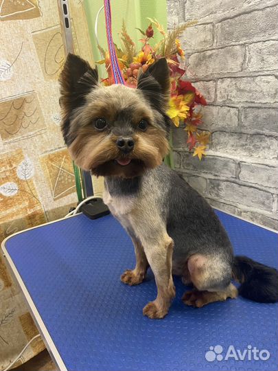 Стрижка собак. Грумер. Шпиц. Йорк. Мальтезе