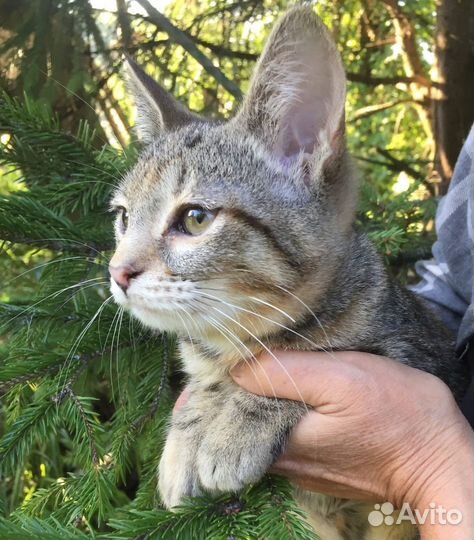 Котенок в добрые руки