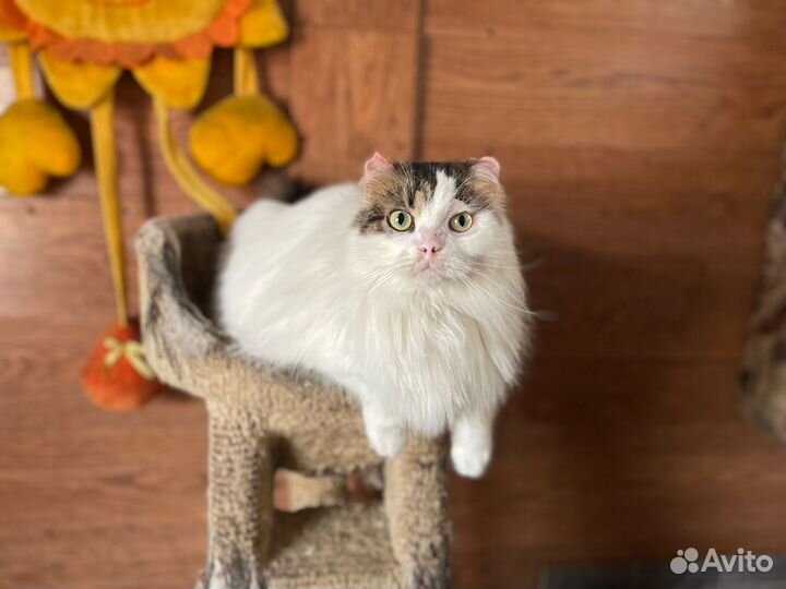 Котик ищет дом