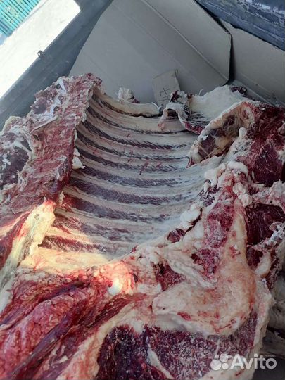 Продаю говядину