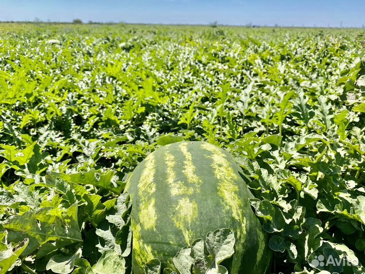 Арбуз оптом каристан