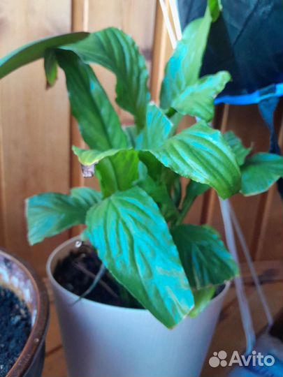 Спатифиллум