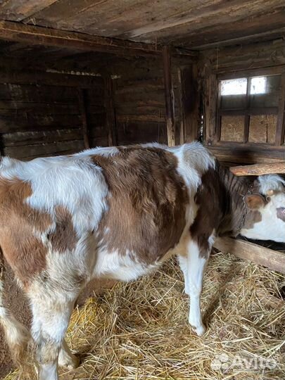 Бычки и телята