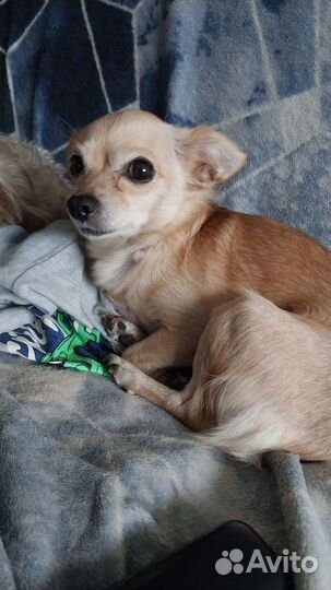 Отдам в добрые руки