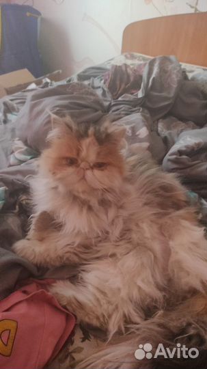 Отдам персидскую кошку
