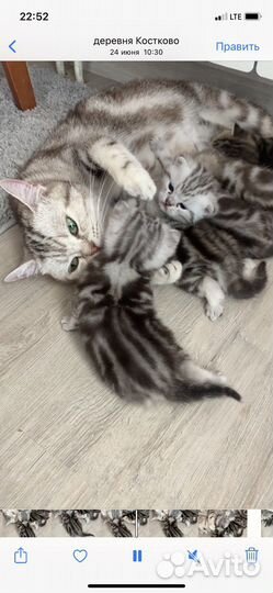 Британские мраморные котята