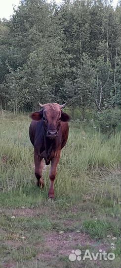 Корова стельная