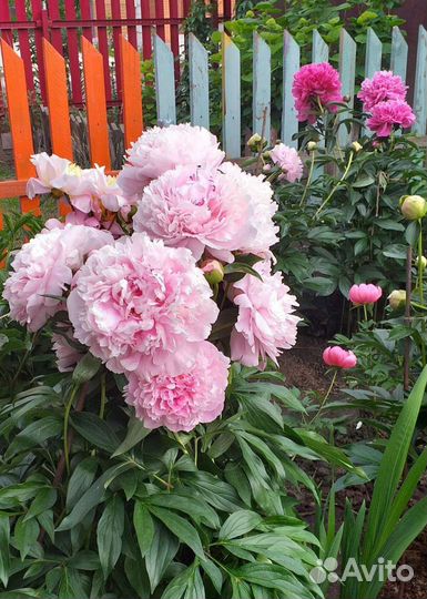 Пионы коллекционные