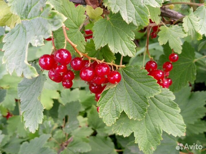 Красная смородина ягоды