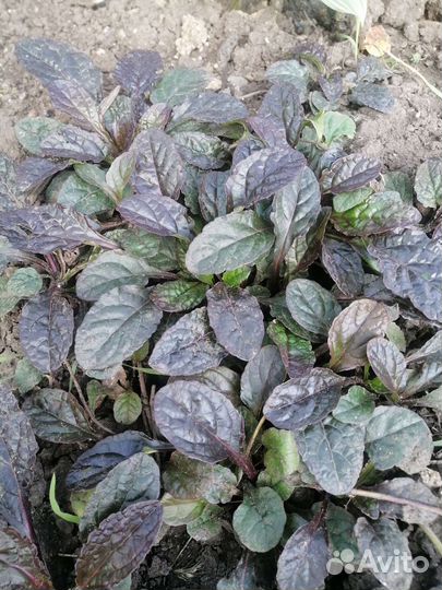 Живучка ползучая