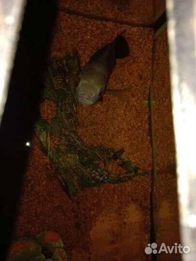 Астронотус