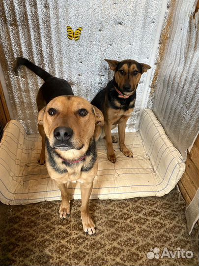 Кай и Герда