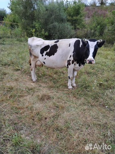 Корова дойная