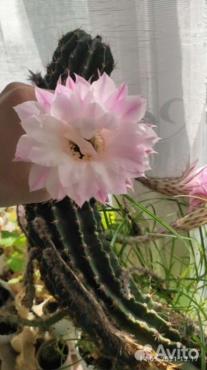 Кактус красивый цветущий даёт потомство