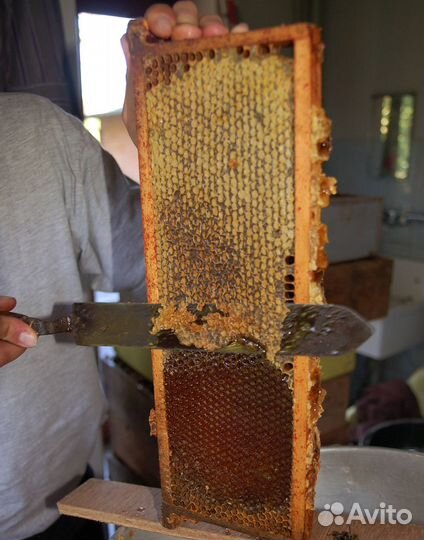 2024 Мед натуральный из Алтая опт