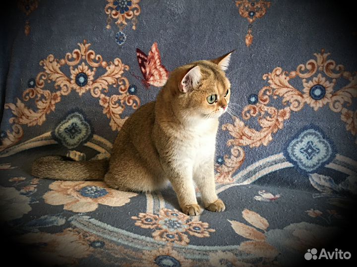 Золотая девочка
