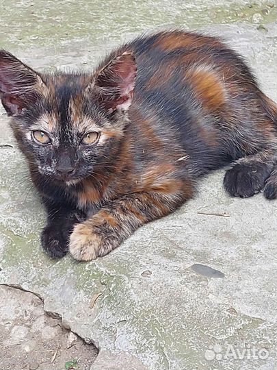 Котёнок девочка