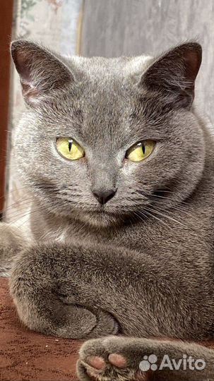 Кошка бесплатно