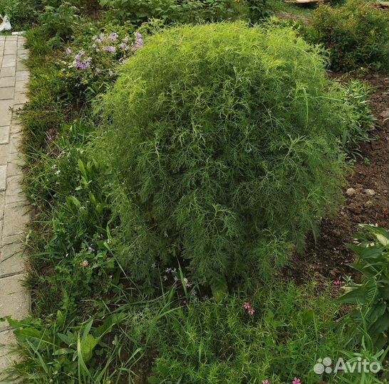 Полынь Древовидная 