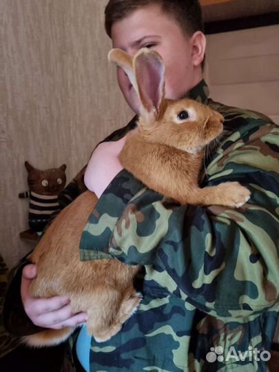 Кролики бургундской породы