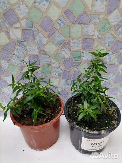 Маранта, мирт, нематантус, папоротник