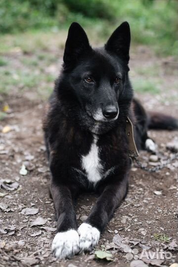 Собака в добрые руки