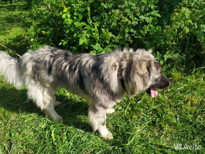 Вязка кавказец