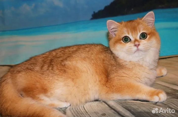 Кошка золотая британская шиншилла импорт Турция