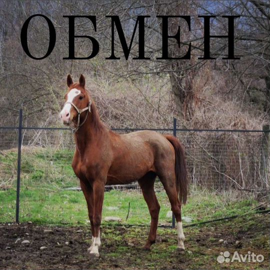 Лошадь
