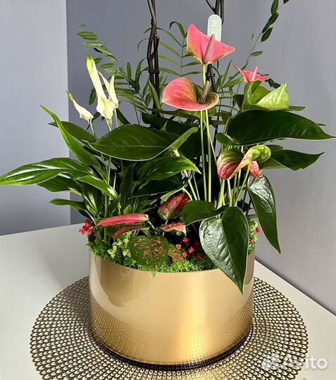 Чудесная композиция с 2-ствольной орхидеей