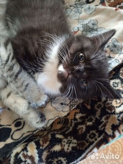 Котик и кошка