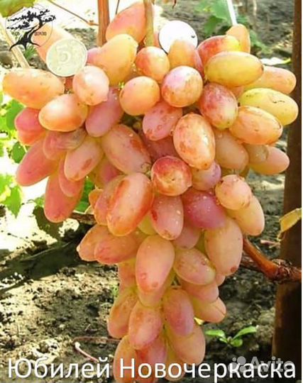 Саженцы винограда