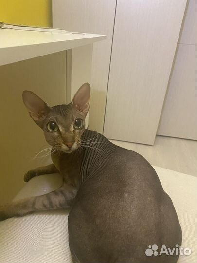 Донской сфинкс кошечка на вязку