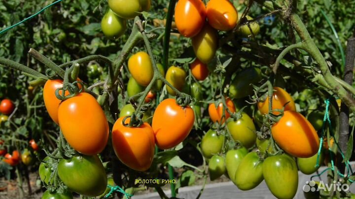 Семена лучших жёлтых сортовых томатов