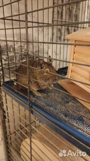 Белки чилийские - дегу