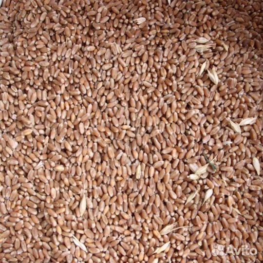 Озимая пшеница