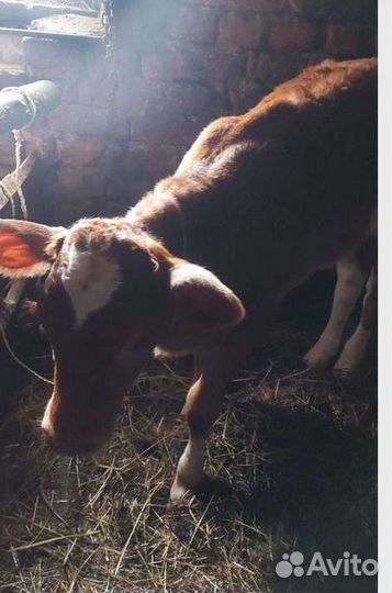 Телочка 1 месяц