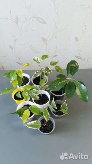 Комнатные цветы фикус