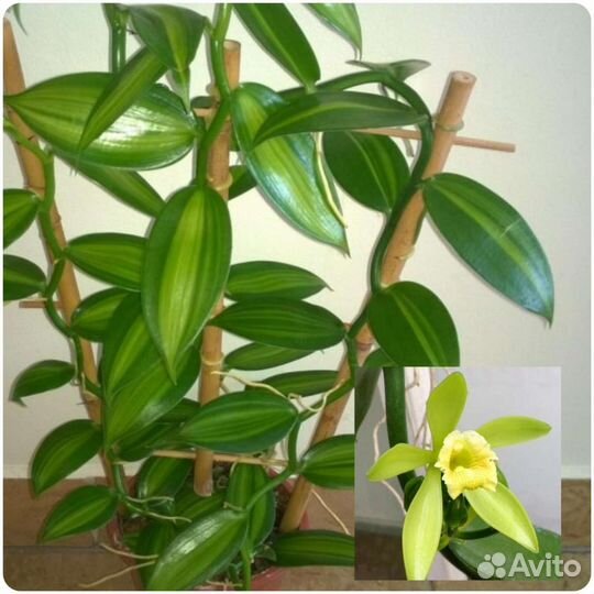 Ванильная орхидея