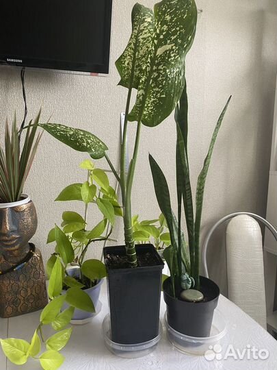 Диффенбахия,сансевиерия,сциндапсус,замиокулькас