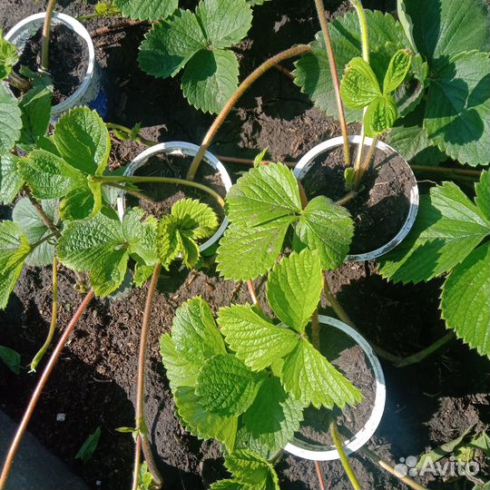 Рассада клубники