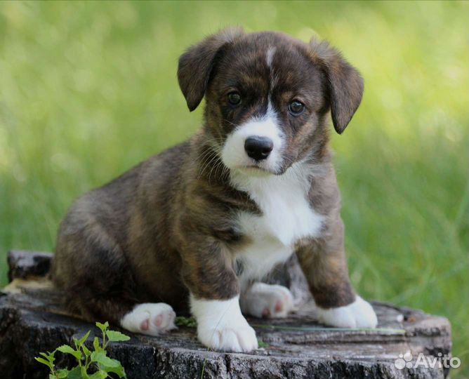 Вельш корги