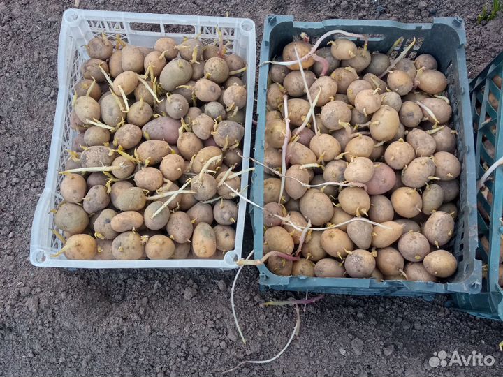 Картошка, сухари