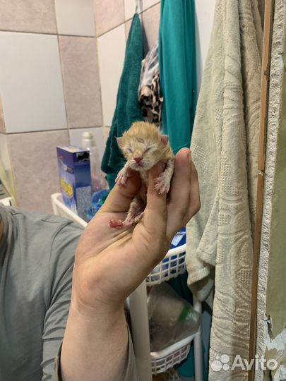 Отдам котят бесплатно